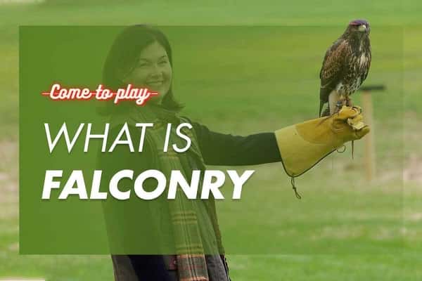 Falconry: The Ancient Sport of Kings