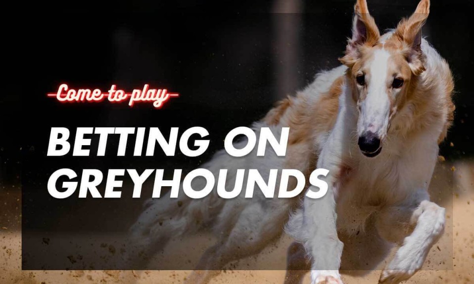 betting-on-greyhounds